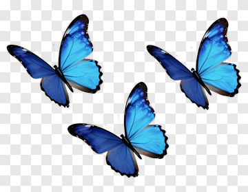 Blue Butterflies In Flight PNG