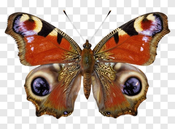Colorful Butterfly With Intricate Patterns PNG