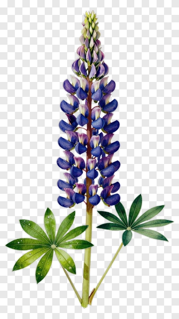 Lupine Flower With Green Leaves PNG