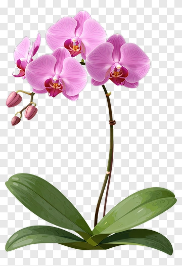 Pink Orchid Flower PNG
