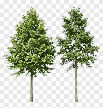 Two Green Trees PNG