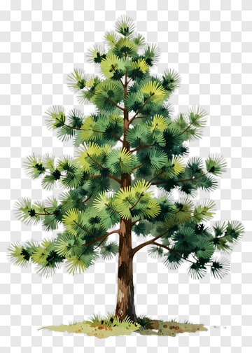 Pine Tree PNG