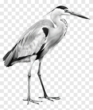 Heron Standing In Profile PNG