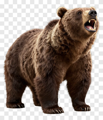 Realistic Grizzly Bear PNG