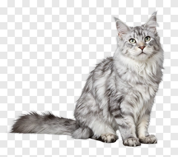 Maine Coon Cat Sitting PNG
