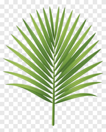 Green Palm Leaf PNG
