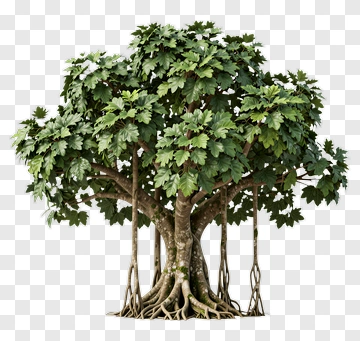 Realistic Tree With Lush Green Foliage PNG