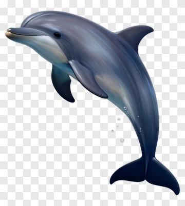 Realistic Dolphin Swimming PNG