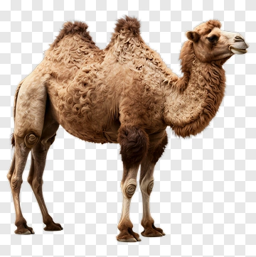 Two-Humped Bactrian Camel PNG