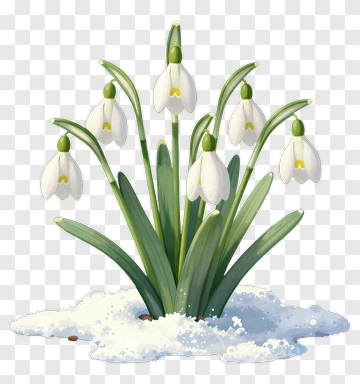 Snowdrop Flowers In Snow PNG