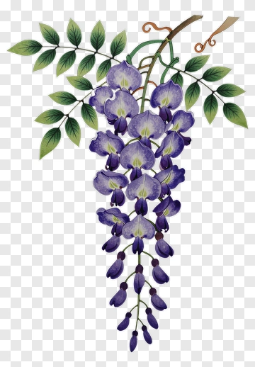 Purple Wisteria Flower Cluster PNG