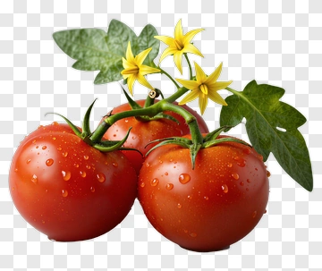 Fresh Tomatoes With Green Leaves And Flowers PNG