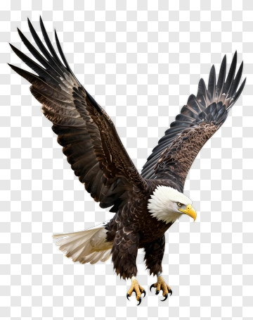 Bald Eagle In Flight PNG