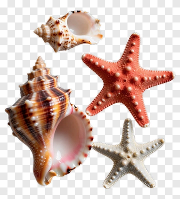 Collection Of Seashells And Starfish PNG