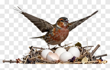 Bird In Nest With Eggs PNG