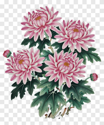 Pink Chrysanthemum Flower Bouquet PNG