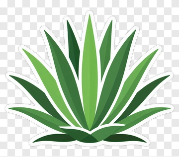 Green Agave Plant PNG