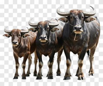 Herd Of Water Buffalos PNG