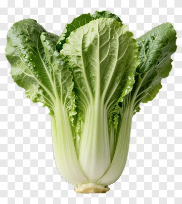 Fresh Green Bok Choy PNG