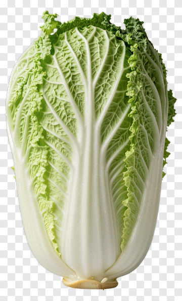 Napa Cabbage PNG