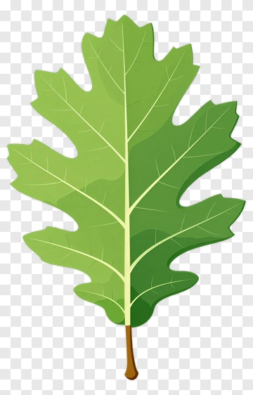 Green Oak Leaf PNG