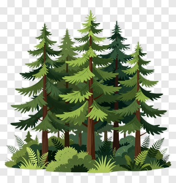 Forest Of Evergreen Trees PNG