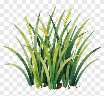 Watercolor Grass With Yellow Flowers PNG