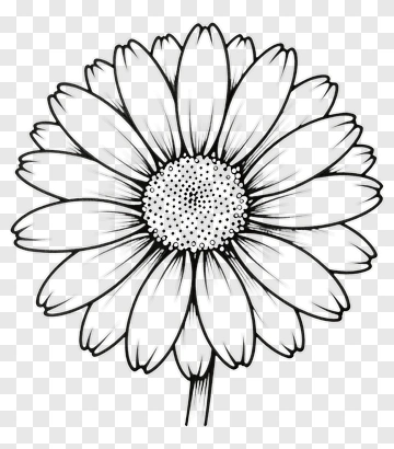 Black And White Daisy Flower Illustration PNG