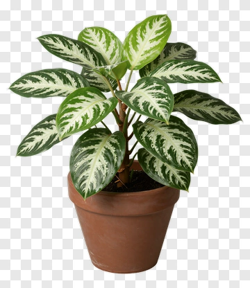 Potted Plant With Variegated Leaves PNG