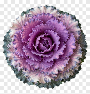 Purple Ornamental Cabbage PNG