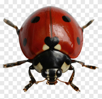 Ladybug With Distinctive Red And Black Markings PNG