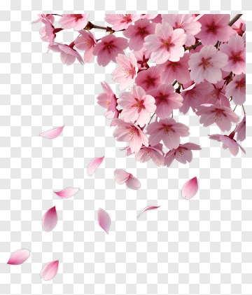 Cherry Blossom Branch With Falling Petals PNG