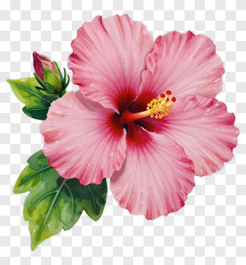 Pink Hibiscus Flower With Green Leaves PNG