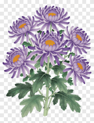 Purple Chrysanthemum Flower Bouquet PNG