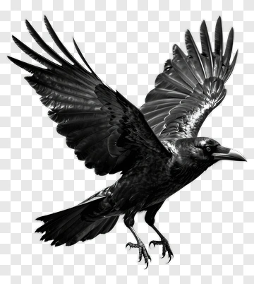 Black Raven In Flight PNG
