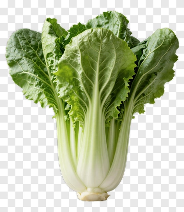 Fresh Bok Choy PNG