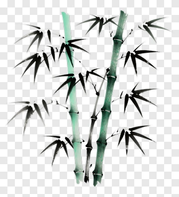 Bamboo Plant Illustration PNG