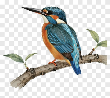 Colorful Kingfisher Perched On A Branch PNG