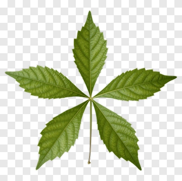 Green Leaf PNG