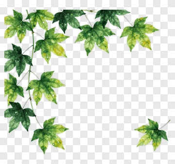 Watercolor Green Maple Leaves PNG