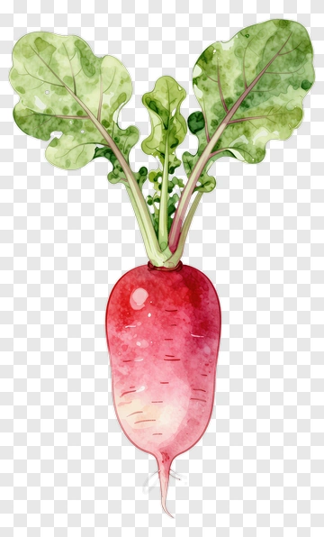 Watercolor Radish With Green Leaves PNG