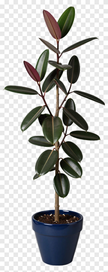 Rubber Plant In A Blue Pot PNG