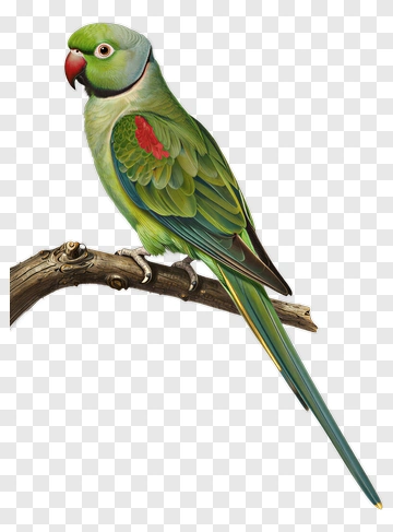 Green Parrot Sitting On A Branch PNG