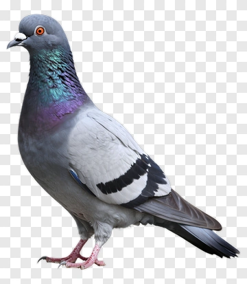 Pigeon With Colorful Feathers PNG