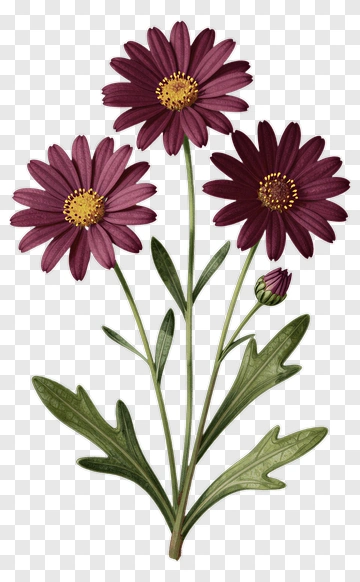 Purple Daisy Flower Bouquet PNG