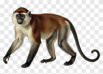 Realistic Monkey Walking PNG