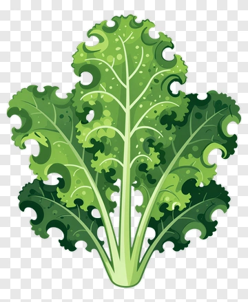 Green Kale Leaves PNG