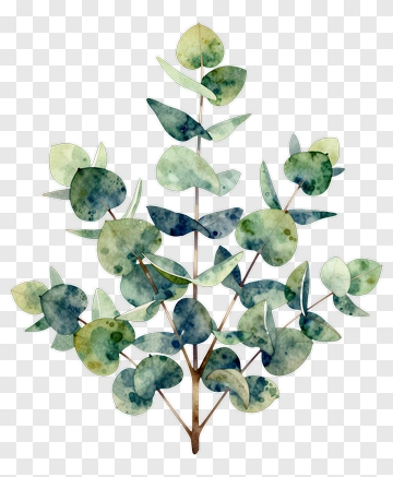 Watercolor Eucalyptus Branch PNG