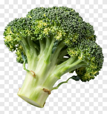 Fresh Broccoli PNG