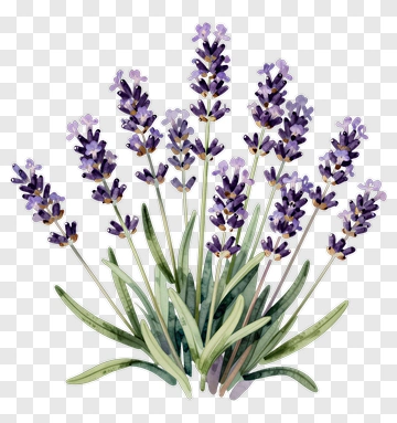 Watercolor Lavender Bouquet PNG